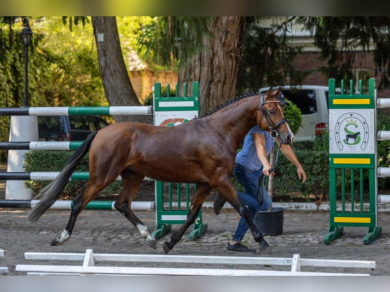 El poni de silla polaco Semental 3 años 145 cm Castaño in Opalenica