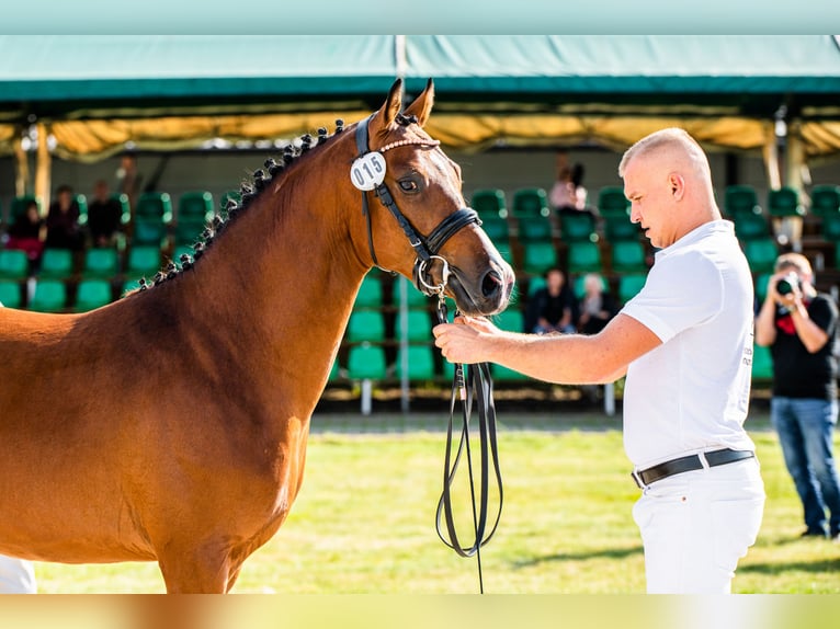 El poni de silla polaco Semental 3 años 145 cm Castaño in Opalenica