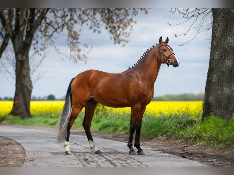 El poni de silla polaco Semental 3 años 145 cm Castaño in Opalenica