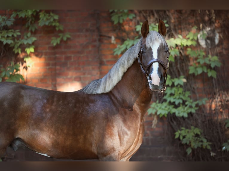 El poni de silla polaco Semental 3 años 150 cm Alazán-tostado in Gniezno