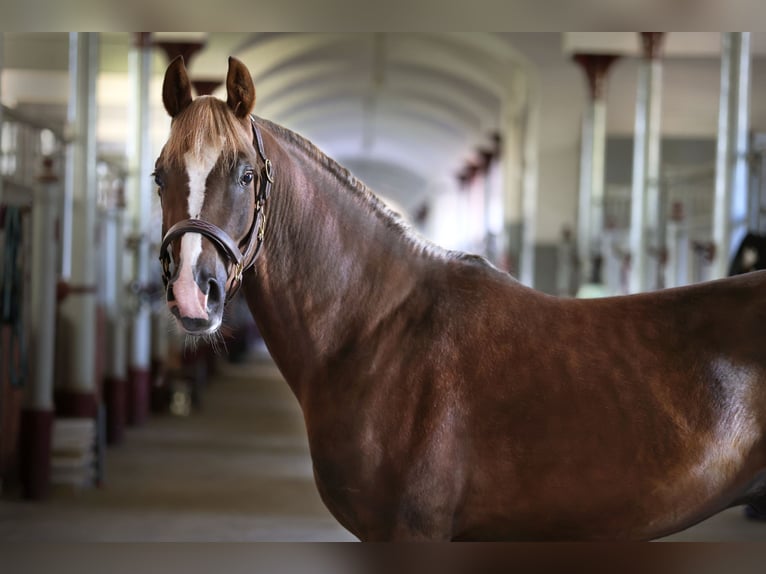 El poni de silla polaco Semental 3 años 150 cm Alazán-tostado in Gniezno