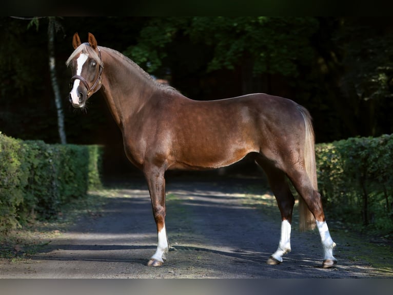 El poni de silla polaco Semental 3 años 150 cm Alazán-tostado in Gniezno
