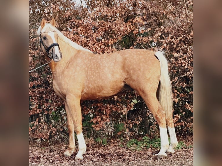 El poni de silla polaco Semental 3 años 167 cm Palomino in Someren