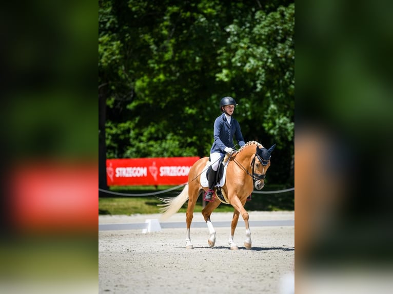 El poni de silla polaco Semental 5 años 147 cm Palomino in Legnica