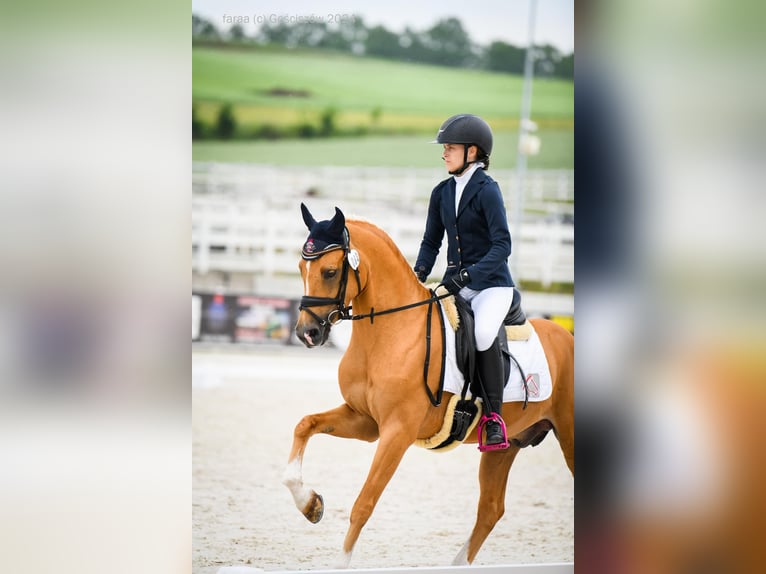 El poni de silla polaco Semental 5 años 147 cm Palomino in Legnica