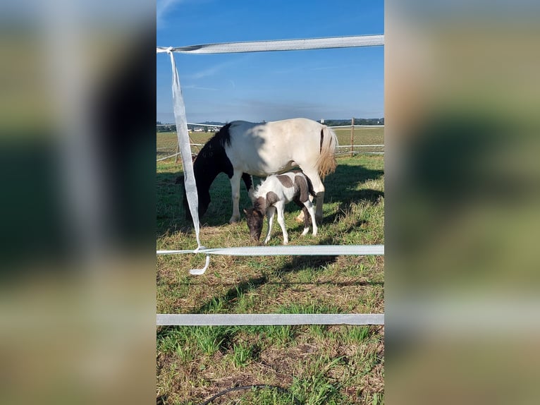 El poni de silla polaco Mestizo Semental Potro (08/2024) 112 cm Pío in Bad Saulgau-Bondorf