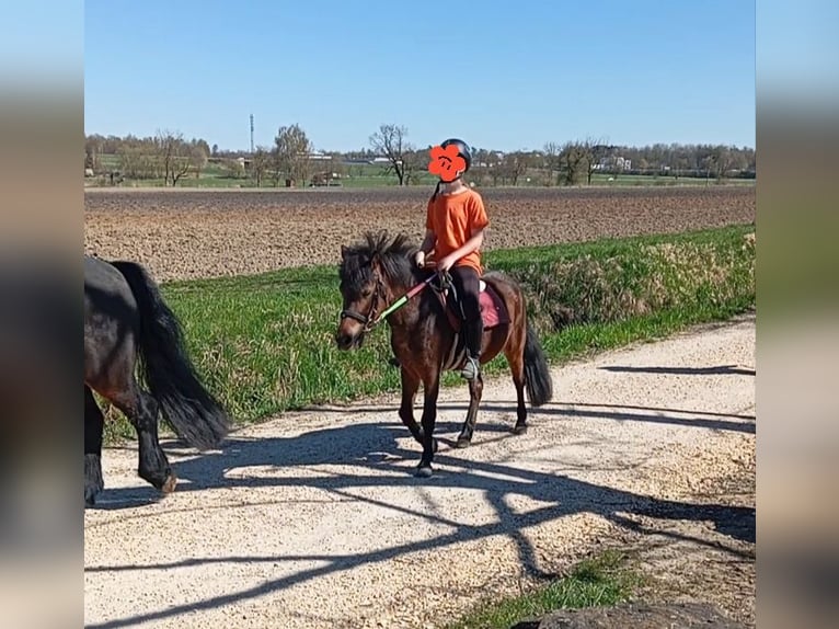 El poni de silla polaco Mestizo Yegua 10 años 120 cm Castaño in Achstetten
