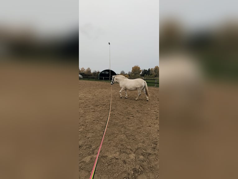 El poni de silla polaco Mestizo Yegua 10 años 125 cm Tordo in Rosenow