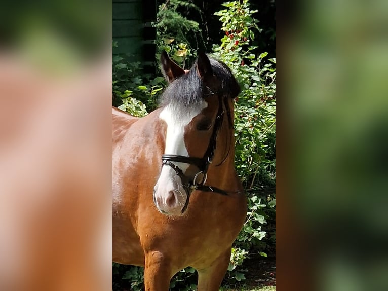 El poni de silla polaco Yegua 10 años 133 cm Castaño in Warendorf