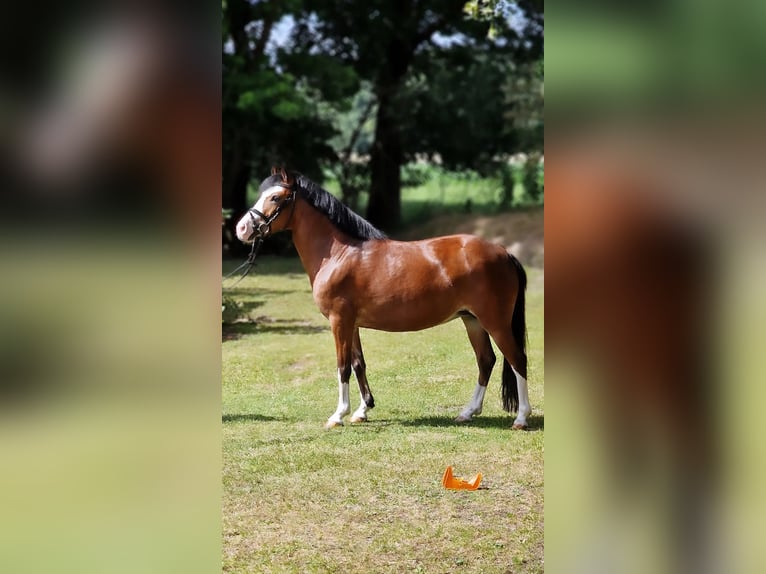 El poni de silla polaco Yegua 10 años 133 cm Castaño in Warendorf