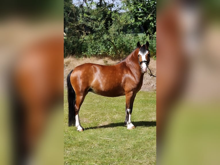 El poni de silla polaco Yegua 10 años 133 cm Castaño in Warendorf