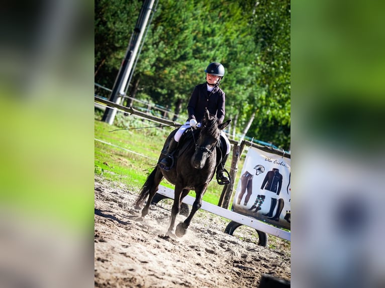 El poni de silla polaco Yegua 10 años 136 cm Negro in Pruszków