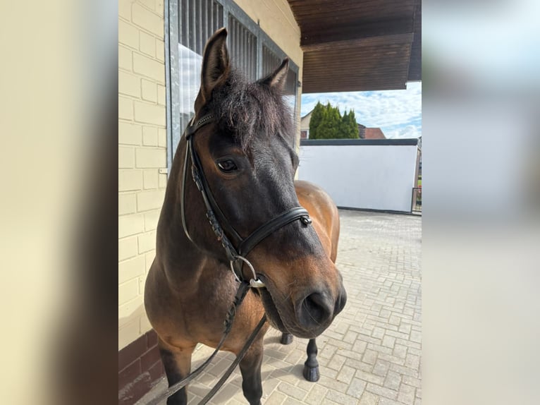 El poni de silla polaco Yegua 10 años 140 cm Castaño in Einbeck
