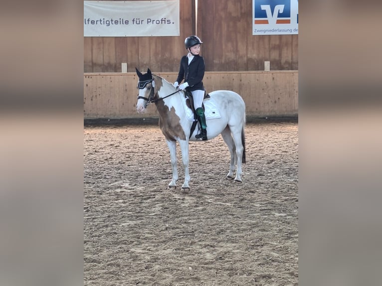 El poni de silla polaco Yegua 10 años 140 cm Pío in Hövelhof