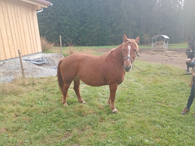 El poni de silla polaco Yegua 10 años 145 cm Alazán in B&#xF6;brach