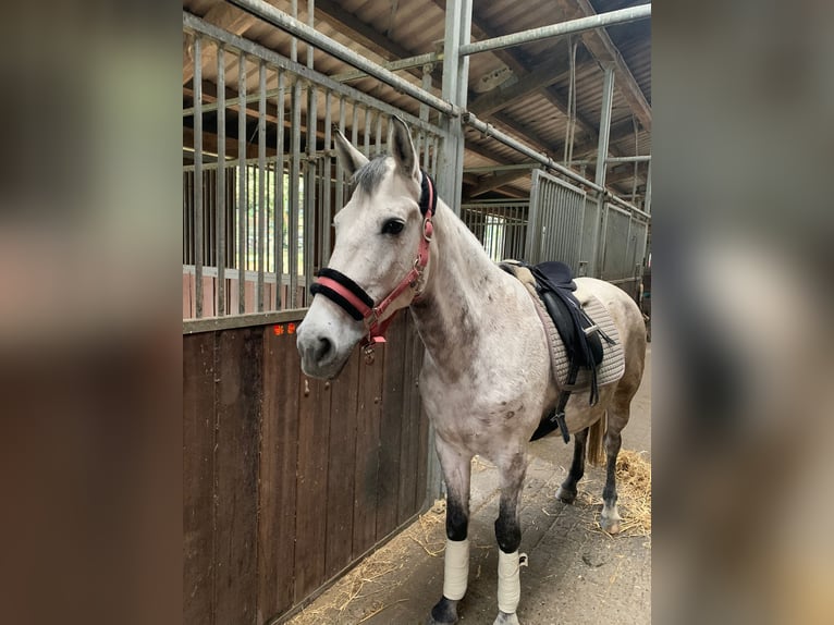 El poni de silla polaco Yegua 10 años 148 cm Tordo in Arnsberg