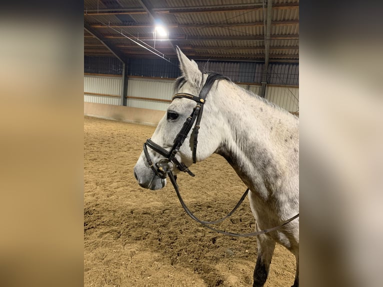 El poni de silla polaco Yegua 10 años 148 cm Tordo in Arnsberg