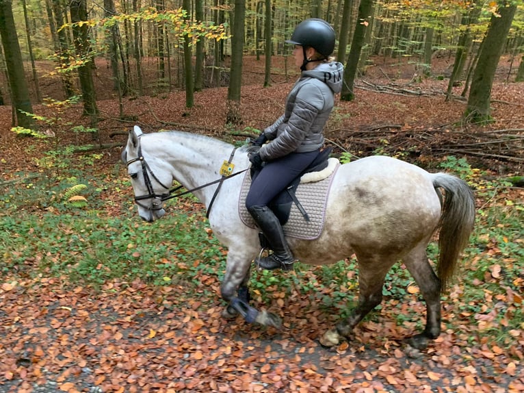 El poni de silla polaco Yegua 10 años 148 cm Tordo in Arnsberg