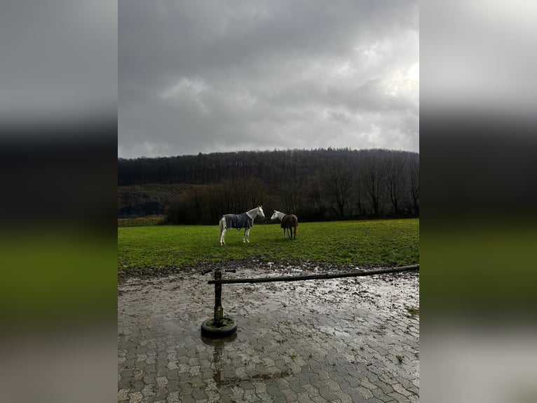 El poni de silla polaco Yegua 10 años 148 cm Tordo in Arnsberg