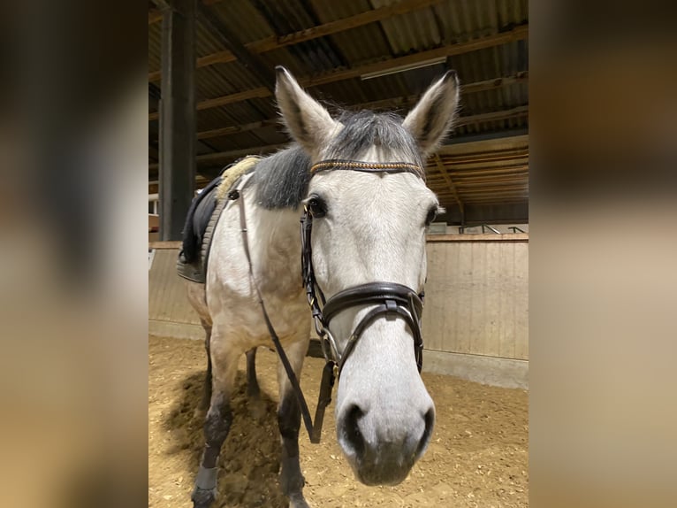 El poni de silla polaco Yegua 10 años 148 cm Tordo in Arnsberg