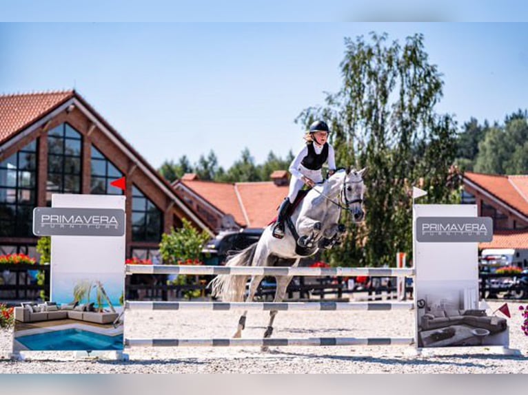 El poni de silla polaco Yegua 10 años 149 cm Tordo in Gdańsk