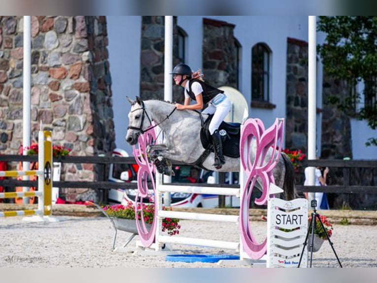 El poni de silla polaco Yegua 10 años 149 cm Tordo in Gdańsk