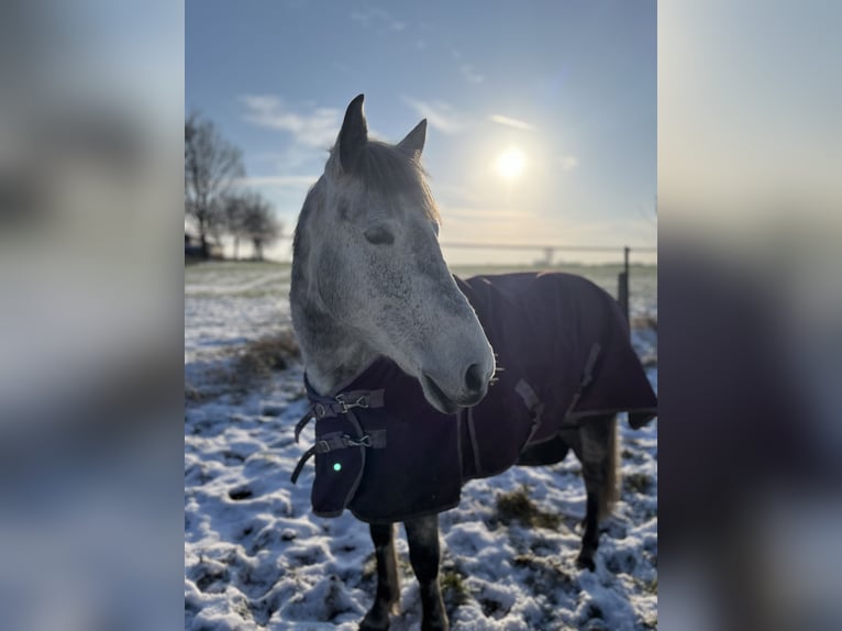 El poni de silla polaco Yegua 10 años 151 cm Tordo rodado in Lippstadt