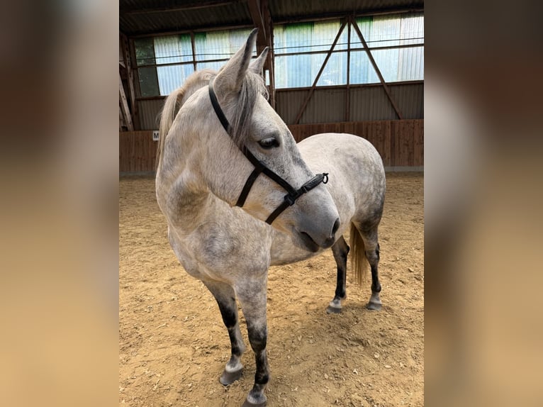 El poni de silla polaco Yegua 10 años 151 cm Tordo rodado in Lippstadt