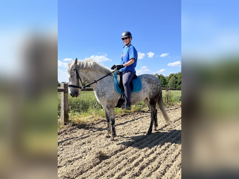 El poni de silla polaco Yegua 10 años 151 cm Tordo rodado in Lippstadt