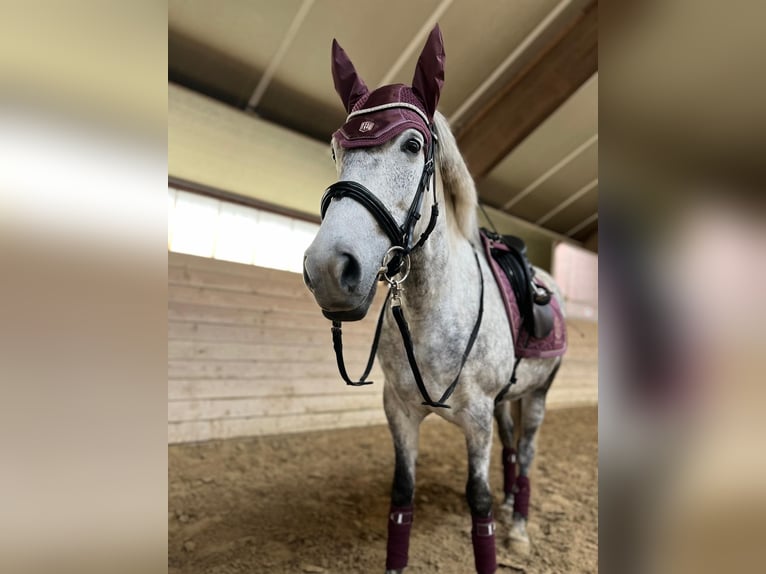 El poni de silla polaco Yegua 10 años 151 cm Tordo rodado in Lippstadt