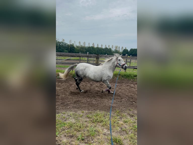 El poni de silla polaco Yegua 10 años 151 cm Tordo rodado in Lippstadt