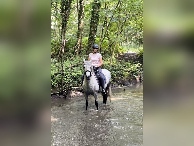 El poni de silla polaco Yegua 10 años 151 cm Tordo rodado in Lippstadt