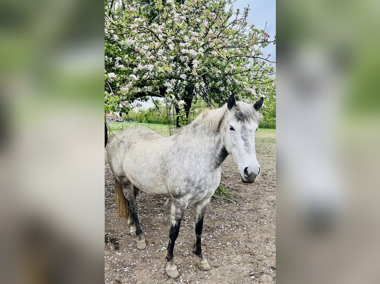 El poni de silla polaco Yegua 10 años 151 cm Tordo rodado in LippstadtLippstadt