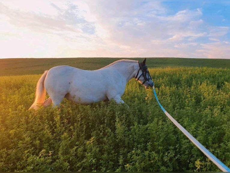 El poni de silla polaco Mestizo Yegua 11 años 125 cm Tordo in Rosenow