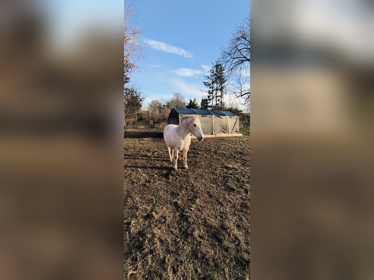 El poni de silla polaco Mestizo Yegua 11 años 125 cm Tordo in Rosenow