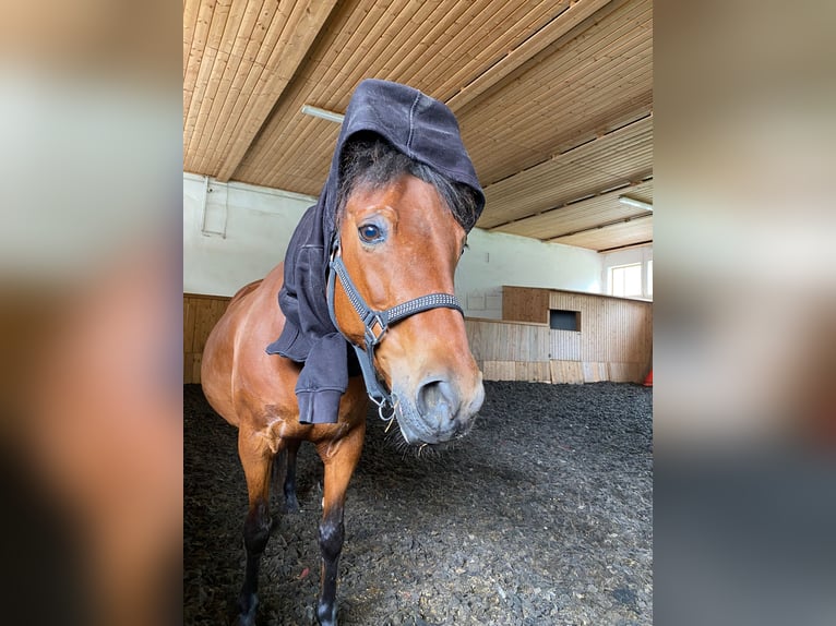 El poni de silla polaco Yegua 12 años 140 cm Castaño in Ampflwang im Hausruckwald