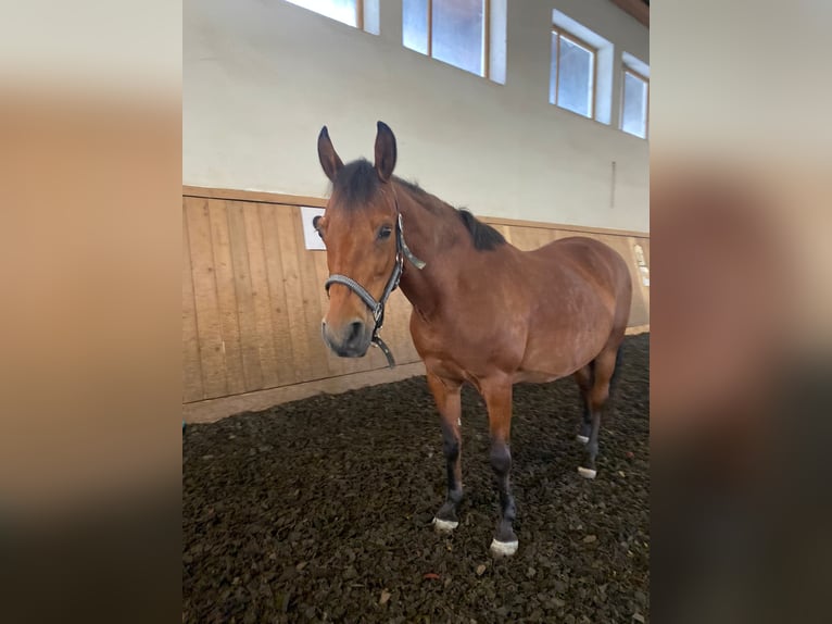 El poni de silla polaco Yegua 12 años 140 cm Castaño in Ampflwang im Hausruckwald