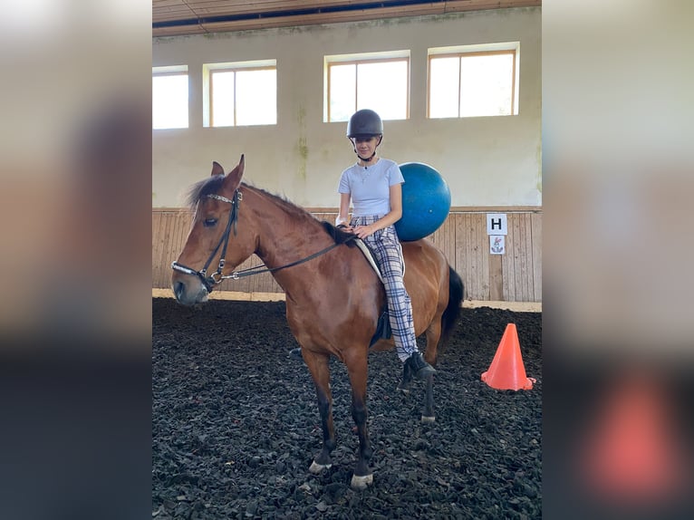 El poni de silla polaco Yegua 12 años 140 cm Castaño in Ampflwang im Hausruckwald