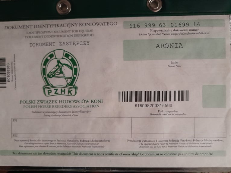 El poni de silla polaco Yegua 12 años 145 cm Alazán in Meerane