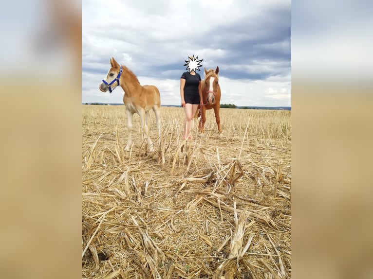 El poni de silla polaco Yegua 12 años 145 cm Alazán in Meerane