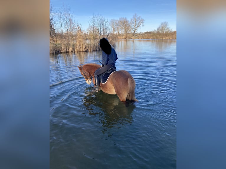 El poni de silla polaco Mestizo Yegua 12 años 147 cm Alazán in Jettingen-Scheppach