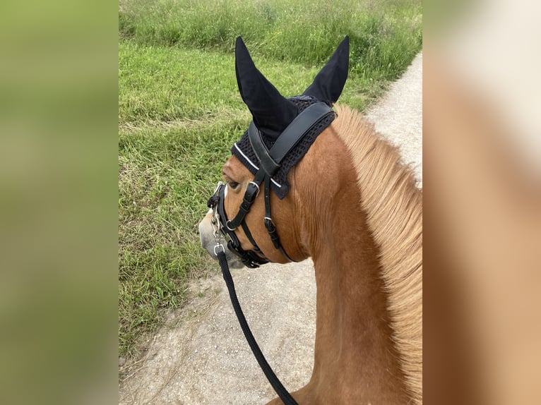 El poni de silla polaco Mestizo Yegua 12 años 147 cm Alazán in Jettingen-Scheppach