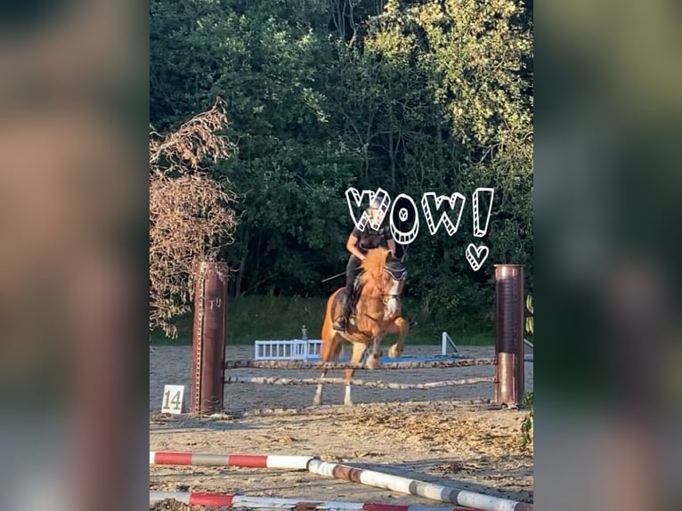 El poni de silla polaco Mestizo Yegua 12 años 147 cm Alazán in Jettingen-Scheppach