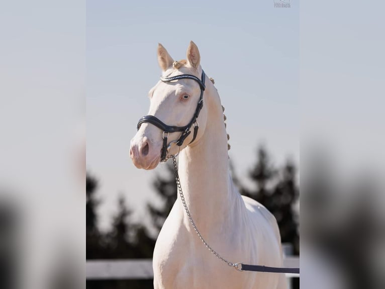 El poni de silla polaco Mestizo Yegua 12 años 151 cm Castaño in Forst