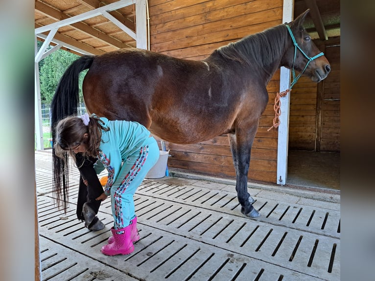 El poni de silla polaco Mestizo Yegua 12 años 151 cm Castaño in Forst