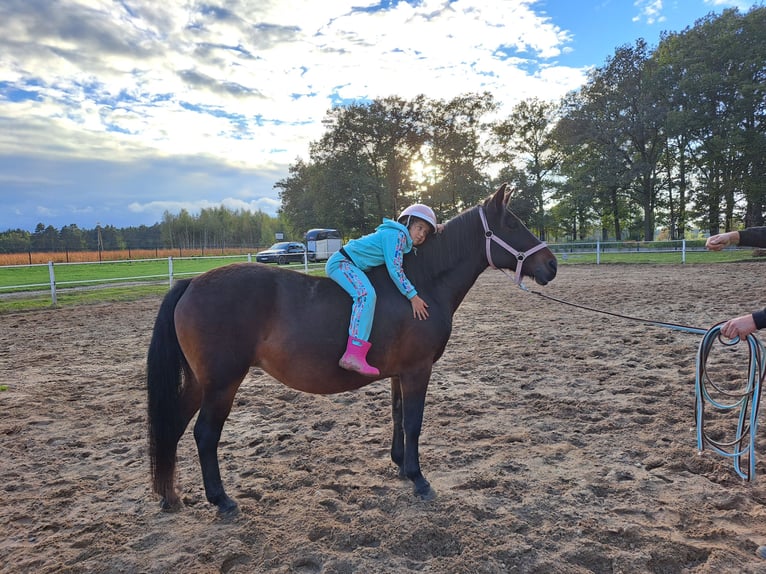 El poni de silla polaco Mestizo Yegua 12 años 151 cm Castaño in Forst