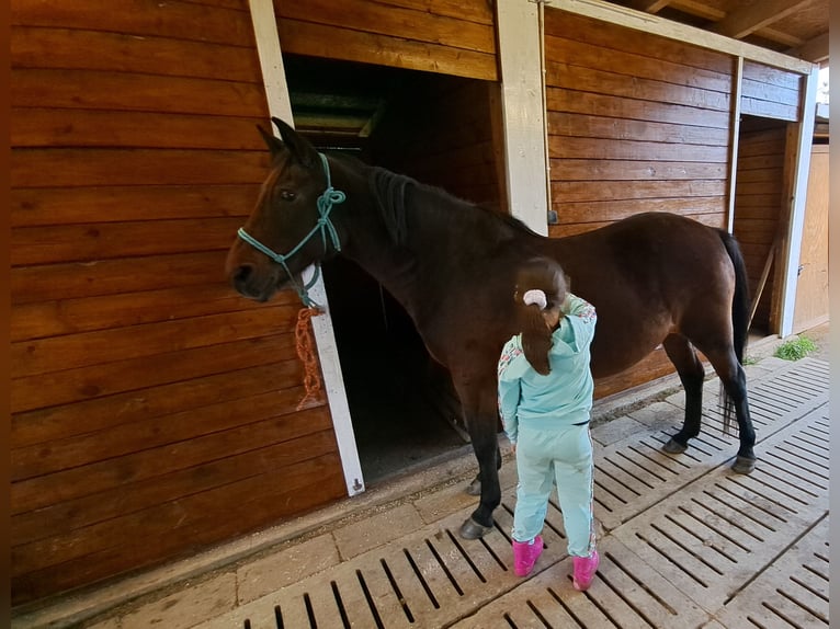 El poni de silla polaco Mestizo Yegua 12 años 151 cm Castaño in Forst