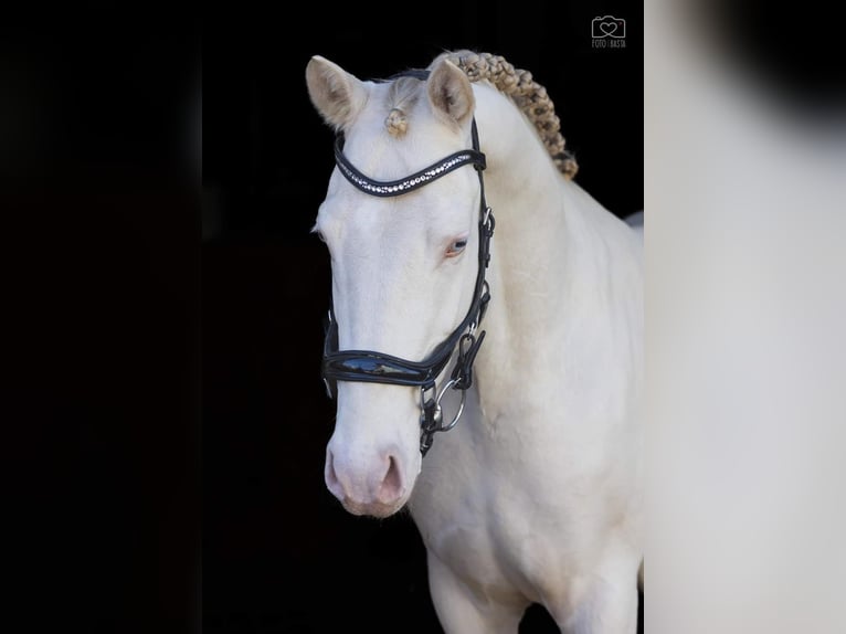 El poni de silla polaco Mestizo Yegua 12 años 151 cm Castaño in Forst