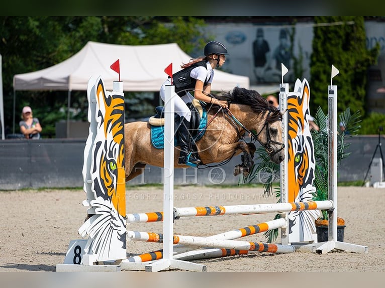 El poni de silla polaco Yegua 13 años 123 cm in Klecza Dolna