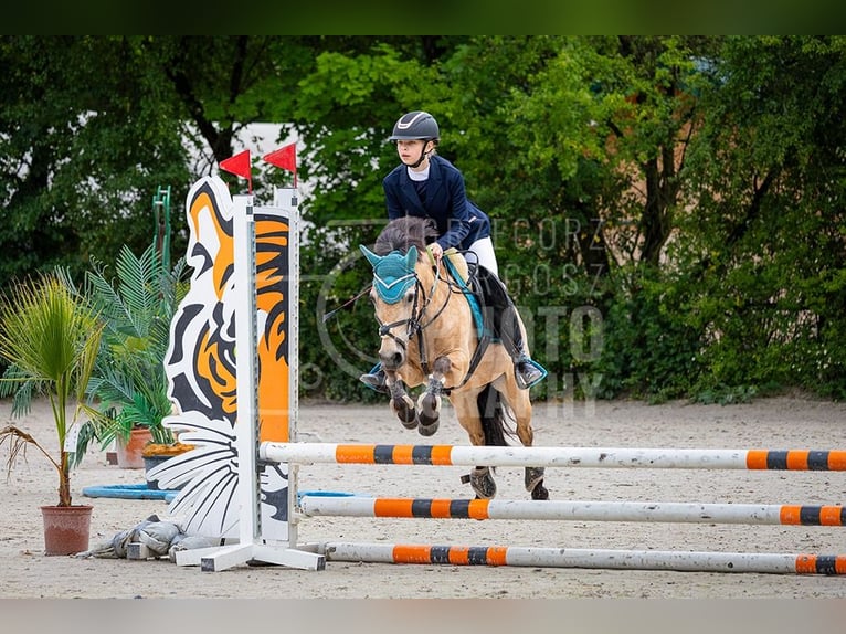 El poni de silla polaco Yegua 13 años 123 cm in Klecza Dolna